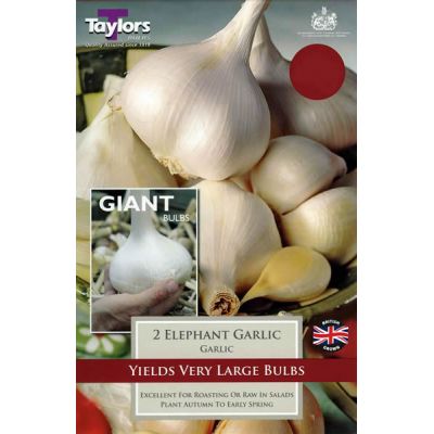 Garlic: Elephant (2 Cloves)