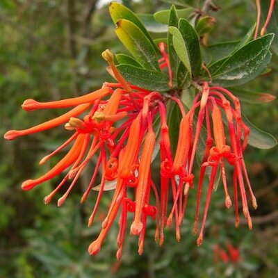 Embothrium 'Inca Flame' -  Image by Moebiusuibeom-en (CC BSA 2.0)