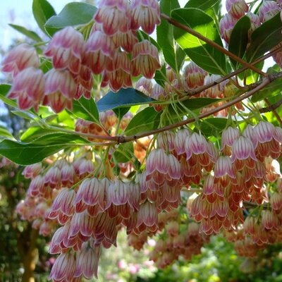 Enkianthus “Pagode” - Photo by yewchan (CC BY-SA 2.0)
