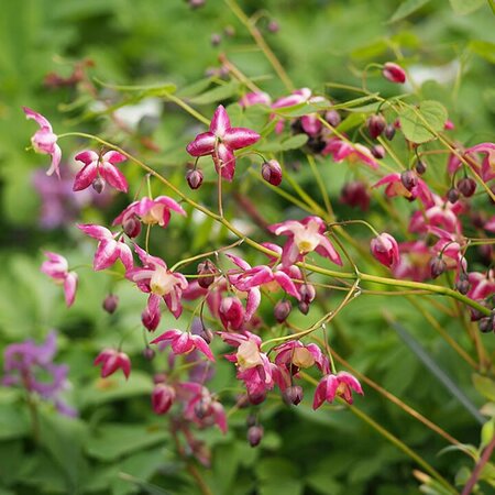 Epimedium rubrum - Photo by Agnieszka Kwiecień, Nova (CC BY-SA 4.0)