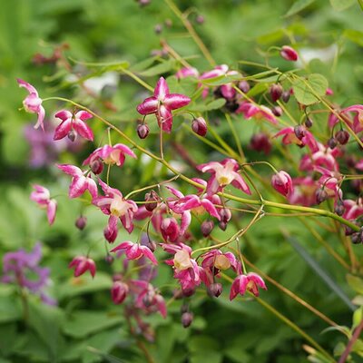 Epimedium rubrum - Photo by Agnieszka Kwiecień, Nova (CC BY-SA 4.0)
