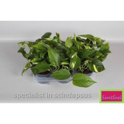 Epipremnum 'Aureum' (12cm pot)