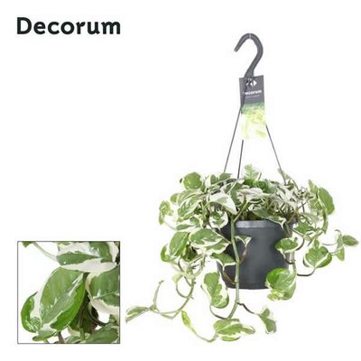 Epipremnum 'N'Joy' - Image courtesy of Pannebakker