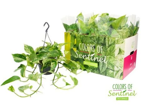 Epipremnum 'Marble Queen'² - Image courtesy of Pannebakker