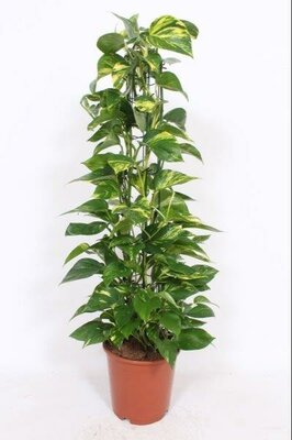 Epipremnum pinnatum 'Aureum' (24cm pot)