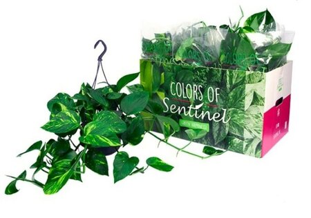  - Image courtesy of Pannebakker