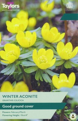 Eranthis Cilicica - Image courtesy of Taylor's Bulbs