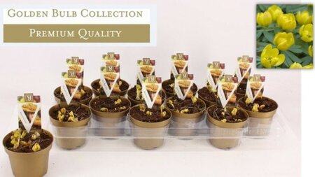 Eranthis hyemalis - Image courtesy of Pannebakker