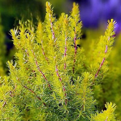 Erica 'Albert's Gold' - Public domain image produced under fair use