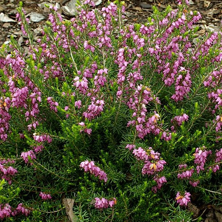 Erica 'Ghosthills' - Photo by Babij (CC BY-SA 2.0)