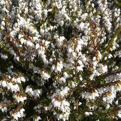 Erica 'White Perfection' - Photo by Magnus Manske (CC BY-SA 3.0)