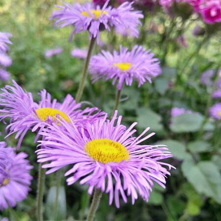 Erigeron 'Lavender Lady' - Image by jerryember from Pixabay 