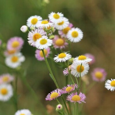Erigeron Karvinskianus - Image by Goran Horvat from Pixabay