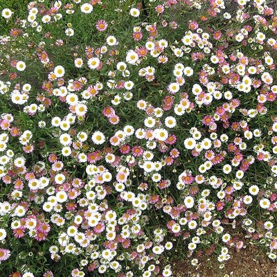 Erigeron karvinskianus - Photo by David Short (CC BY-SA 2.0)