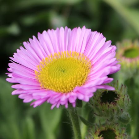 Erigeron glaucus 'Sea Breeze' - Image by Dave Lees from Pixabay