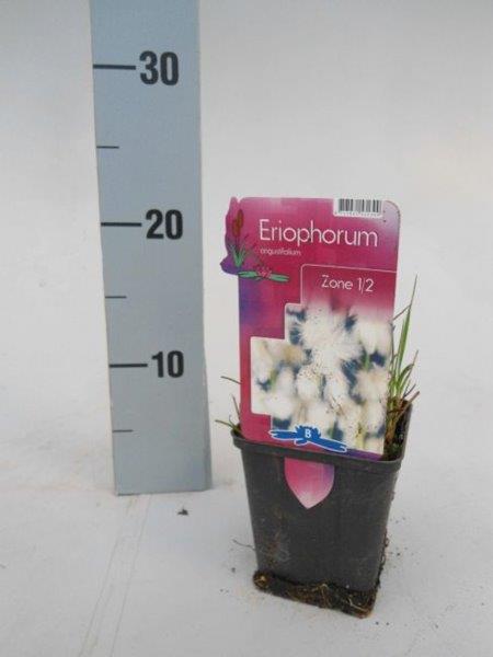 Eriophorum angustifolium - Image courtesy of Pannebakker