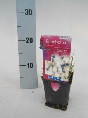 Eriophorum angustifolium - Image courtesy of Pannebakker