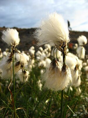 Eriophorum angustifolium - Photo by Kim Hansen (CC BY-SA 3.0)