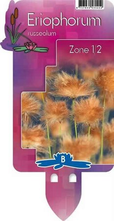Eriophorum russeolum (9cm pot) - image 2