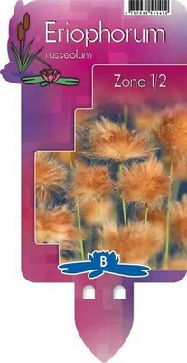 Eriophorum russeolum (9cm pot) - image 2