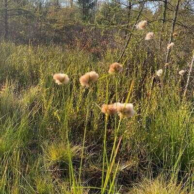 Eriophorum russeolum - Photo by Madeline H (CC0)