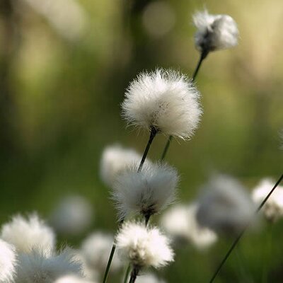 Eriophorum vaginatum - Photo by Jörg Hempel (CC BY-SA 2.0)