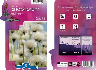 Eriophorum vaginatum (9cm pot) - image 2