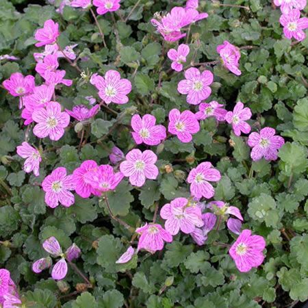 Erodium "Bishops Form" - Photo by Ghislain118 (GFDL)