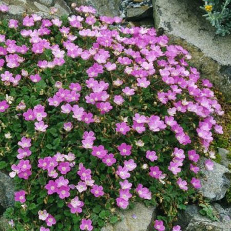 Erodium "Bishops Form" - Photo by Ghislain118 (GFDL)