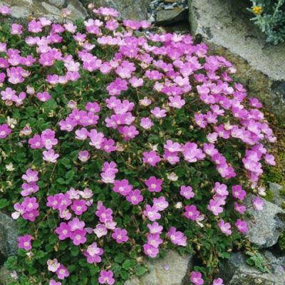 Erodium "Bishops Form" - Photo by Ghislain118 (GFDL)