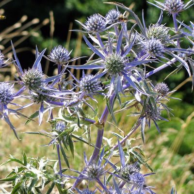 Eryngium 'Blue Hobbit' - Image by Valter Cirillo from Pixabay 