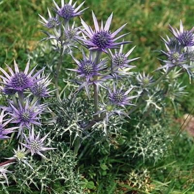 Eryngium bourgatii - Photo by Ghislain118 (GDFL)