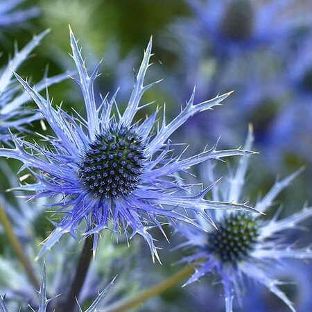 Eryngium 'Lapis Blue' - Image by PublicDomainPictures from Pixabay