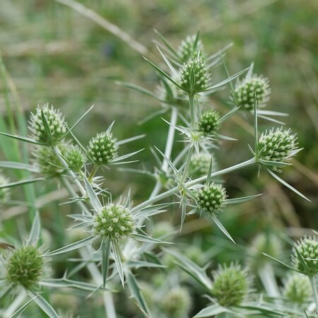 Eryngium 'Magical Silver Globe' - Image by Frau-Doktor from Pixabay 