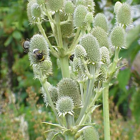 Eryngium yuccifolium - Photo by Sony Mavica (CC BY-SA 3.0)
