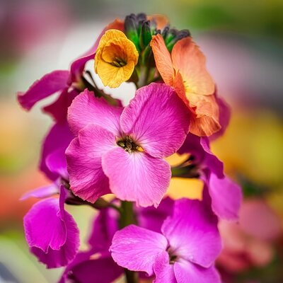 Erysimum Artist 'Paintbox' (2L pot)