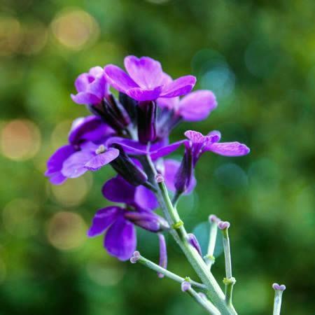 Erysimum “Bowles Mauve” - Image by armennano from Pixabay