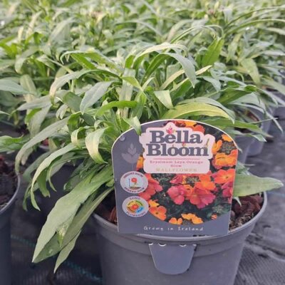Erysimum 'Leya Orange Glow' - Image courtesy of Tully Nurseries