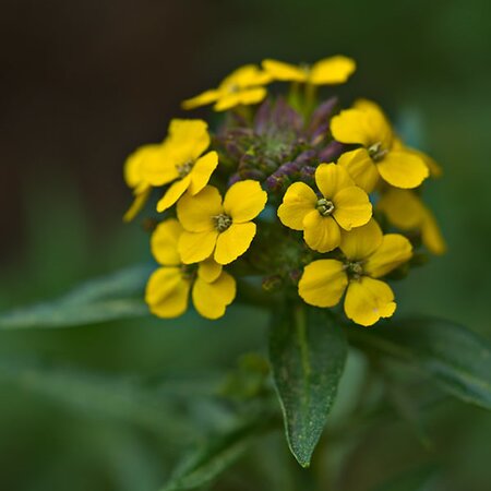 Erysimum Leya 'Dark Yellow' (1L pot)
