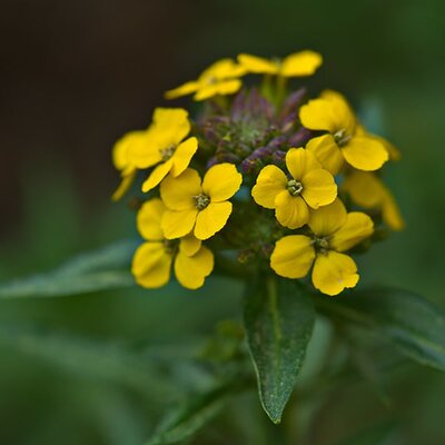 Erysimum Leya 'Dark Yellow' (1L pot)