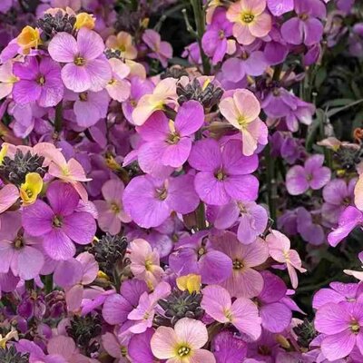 Erysimum 'Leya Purple Glow' - Public Image here under fair use