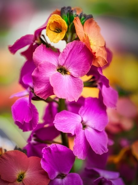 Erysimum 'Leya Rainbow Glow' - Image by Albrecht Fietz from Pixabay 