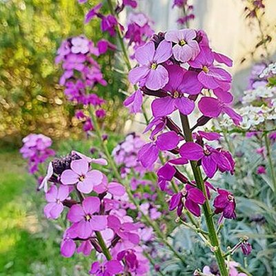 Erysimum 'Poem Lilac' (2L pot)