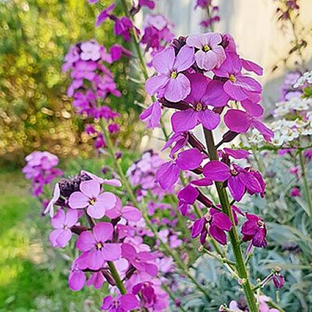 Erysimum "Poem Lilac" - Photo by TL9380 (CC BY-SA 4.0)