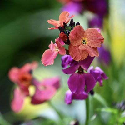 Erysimum 