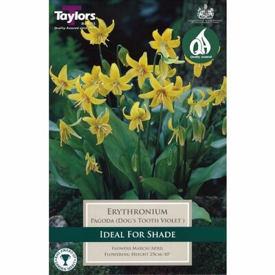 Erythronium 'Pagoda' (2)