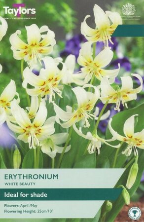 Erythronium White Beauty - Image courtesy of Taylors Bulbs