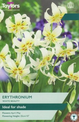 Erythronium White Beauty - Image courtesy of Taylors Bulbs