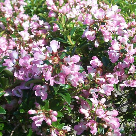 Escallonia 'Apple Blossom' - Photo by Leonora (Ellie) Enking  (CC BY-SA 2.0)