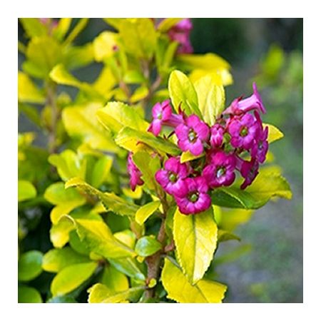 Escallonia "Gold Brian" - Photo by Krzysztof Golik (CC BY-SA 4.0)